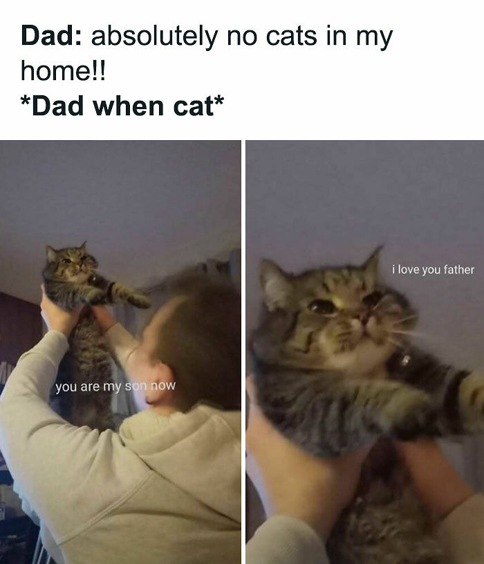 81 Chucklesome Cat Memes That Combine The Two Things The Internet Loves The Most