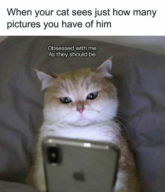81 Chucklesome Cat Memes That Combine The Two Things The Internet Loves The Most