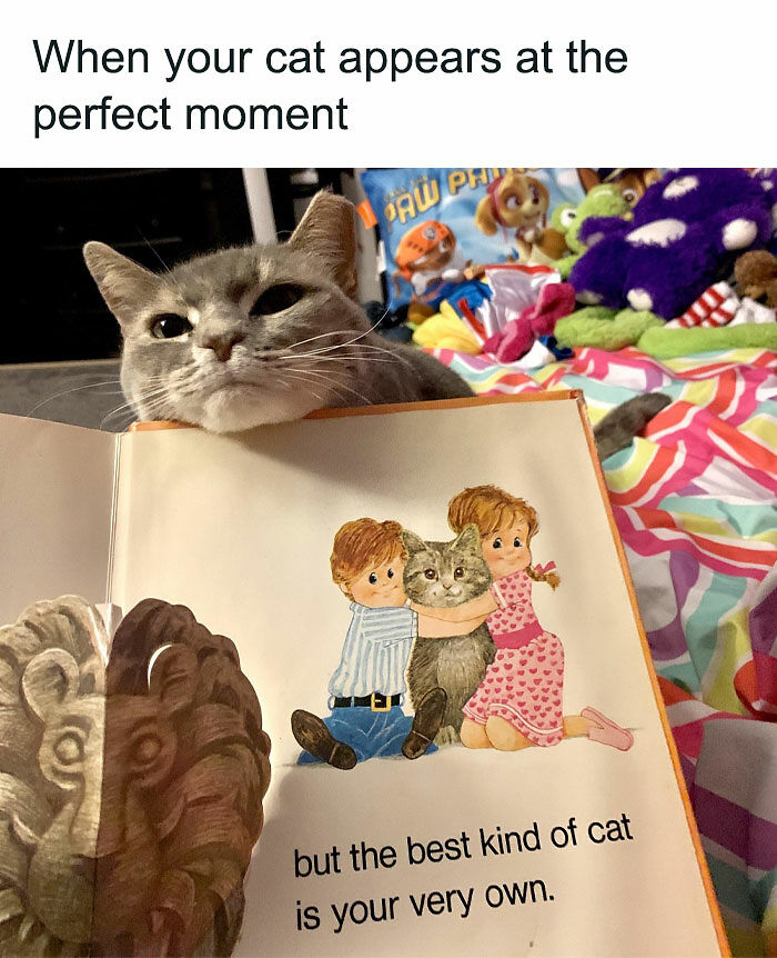 81 Chucklesome Cat Memes That Combine The Two Things The Internet Loves The Most