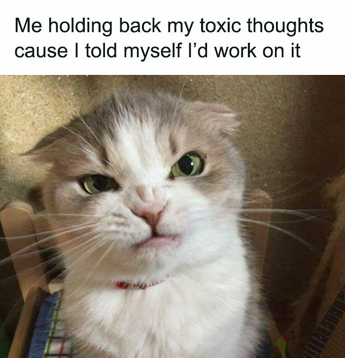81 Chucklesome Cat Memes That Combine The Two Things The Internet Loves The Most