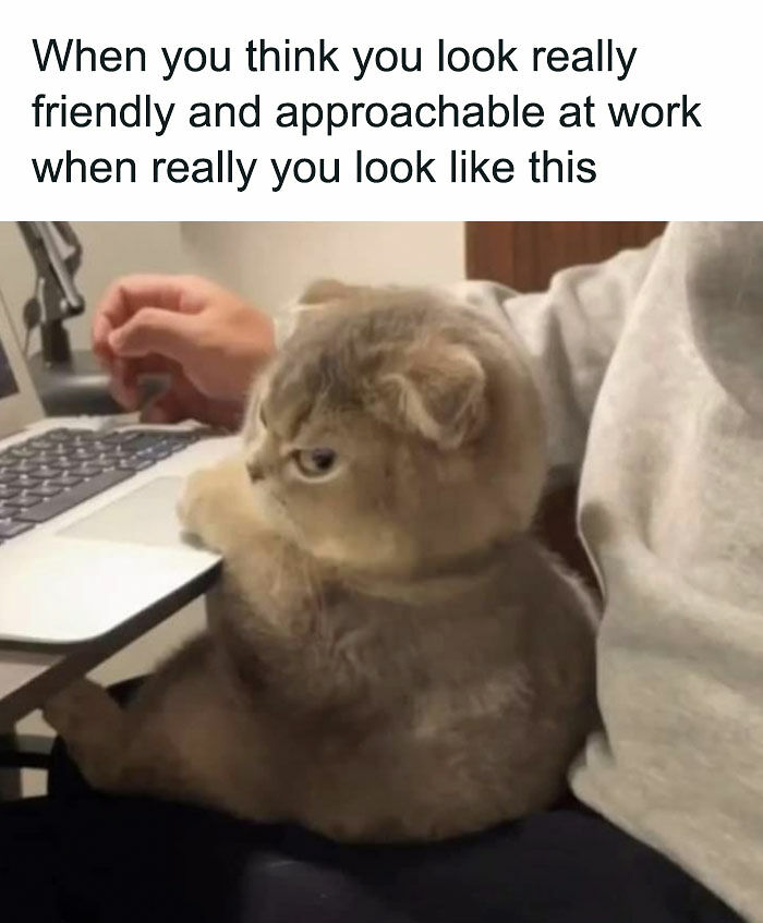 81 Chucklesome Cat Memes That Combine The Two Things The Internet Loves The Most