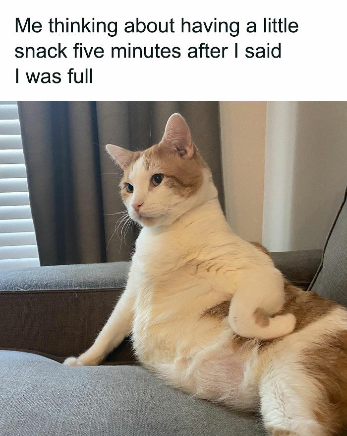 81 Chucklesome Cat Memes That Combine The Two Things The Internet Loves The Most