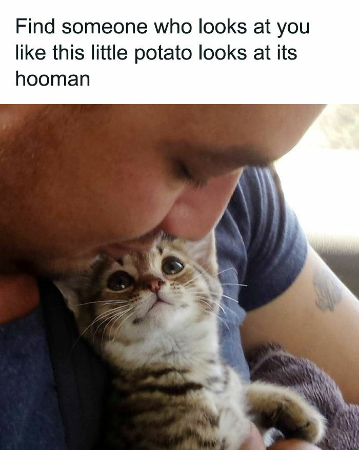 81 Chucklesome Cat Memes That Combine The Two Things The Internet Loves The Most