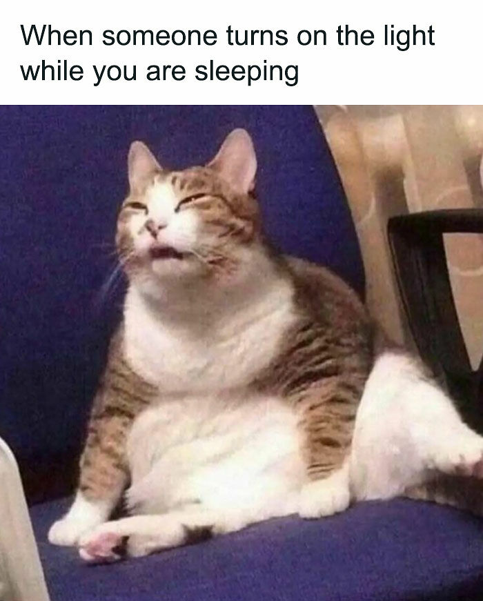 81 Chucklesome Cat Memes That Combine The Two Things The Internet Loves The Most