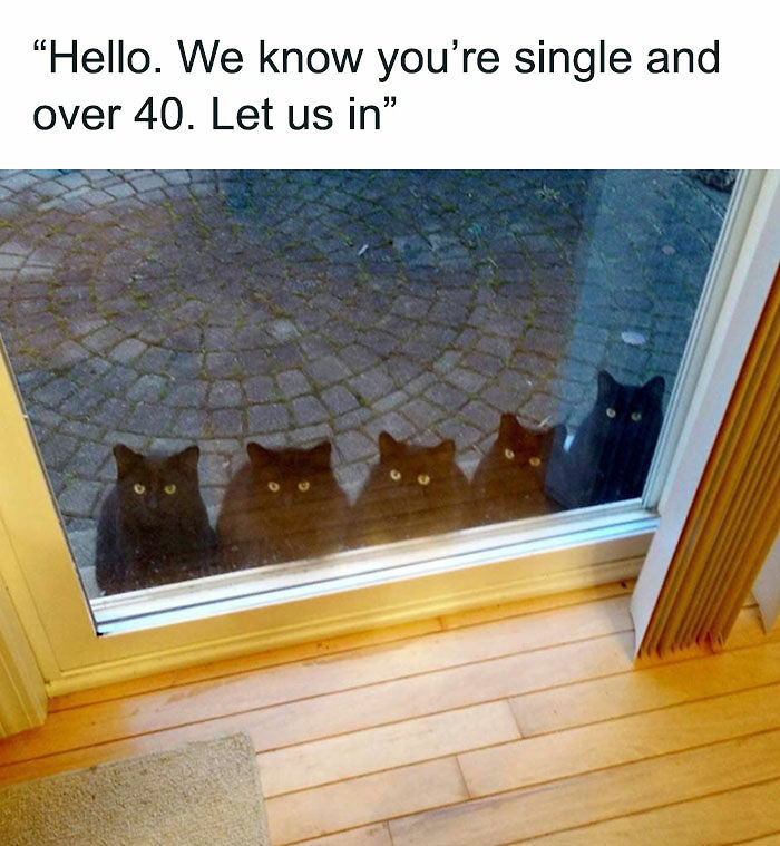 81 Chucklesome Cat Memes That Combine The Two Things The Internet Loves The Most