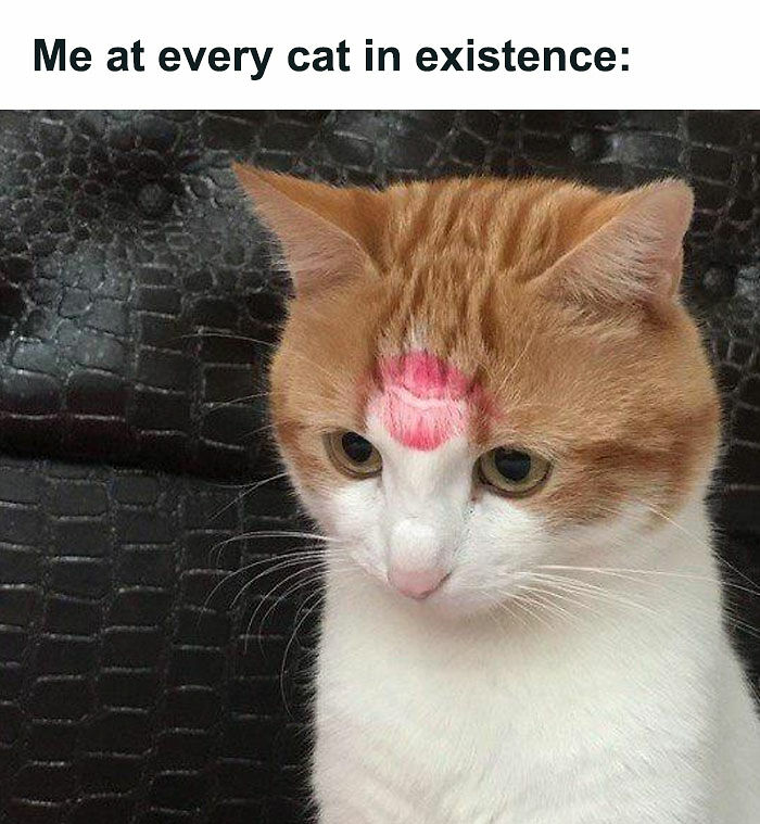 81 Chucklesome Cat Memes That Combine The Two Things The Internet Loves The Most