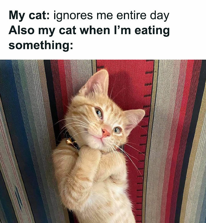81 Chucklesome Cat Memes That Combine The Two Things The Internet Loves The Most
