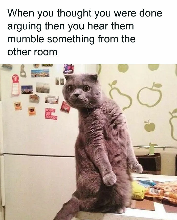81 Chucklesome Cat Memes That Combine The Two Things The Internet Loves The Most