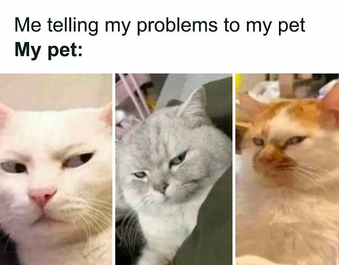 81 Chucklesome Cat Memes That Combine The Two Things The Internet Loves The Most