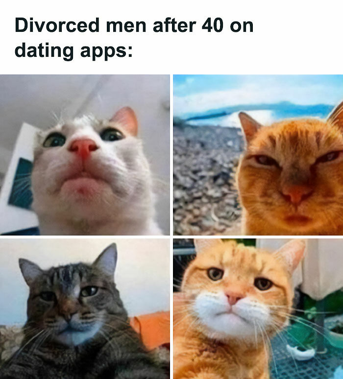 81 Chucklesome Cat Memes That Combine The Two Things The Internet Loves The Most