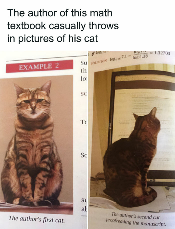 81 Chucklesome Cat Memes That Combine The Two Things The Internet Loves The Most