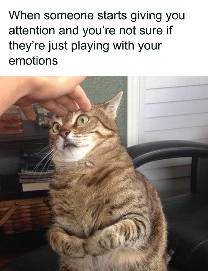 81 Chucklesome Cat Memes That Combine The Two Things The Internet Loves The Most