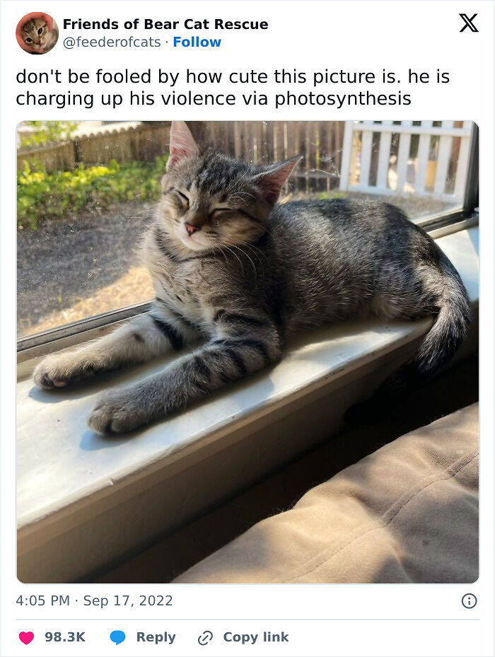 81 Chucklesome Cat Memes That Combine The Two Things The Internet Loves The Most