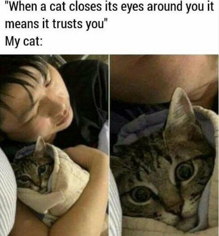 81 Chucklesome Cat Memes That Combine The Two Things The Internet Loves The Most