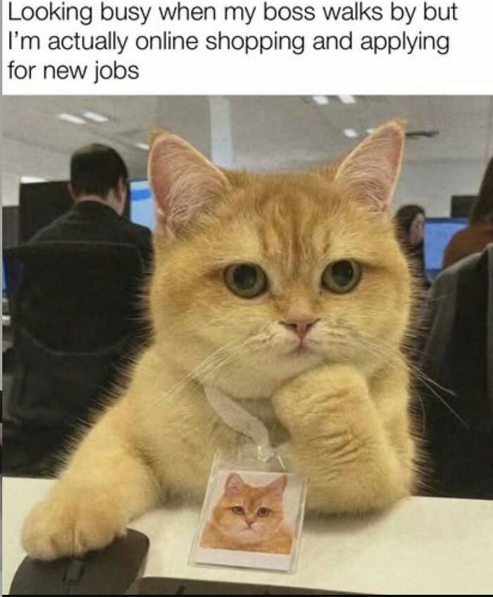 81 Chucklesome Cat Memes That Combine The Two Things The Internet Loves The Most