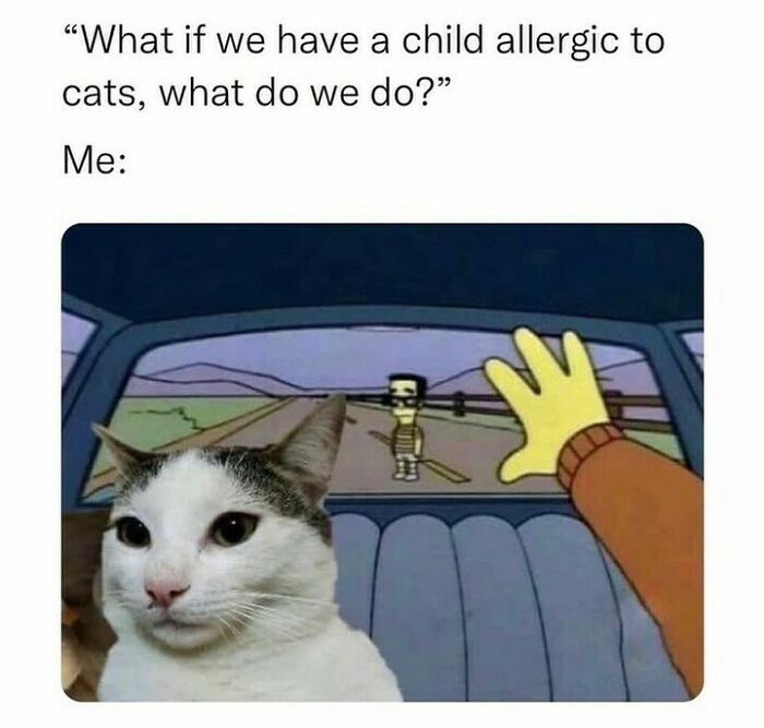 81 Chucklesome Cat Memes That Combine The Two Things The Internet Loves The Most