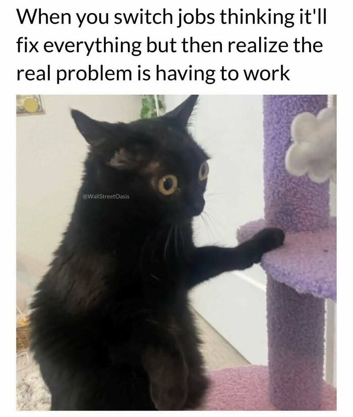 81 Chucklesome Cat Memes That Combine The Two Things The Internet Loves The Most