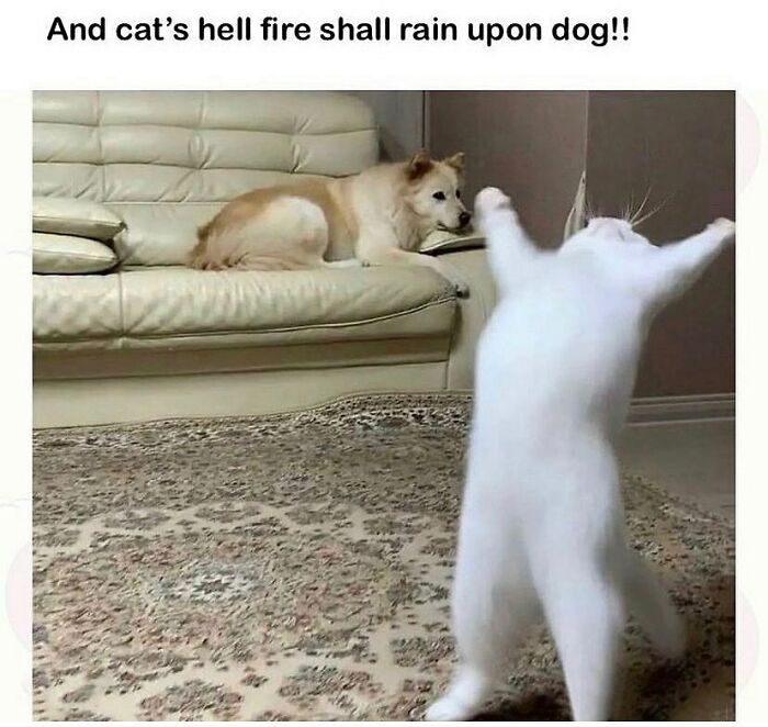 81 Chucklesome Cat Memes That Combine The Two Things The Internet Loves The Most