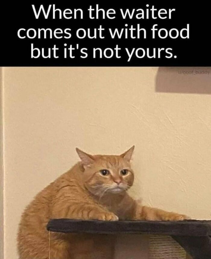 81 Chucklesome Cat Memes That Combine The Two Things The Internet Loves The Most