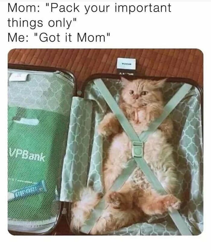 81 Chucklesome Cat Memes That Combine The Two Things The Internet Loves The Most