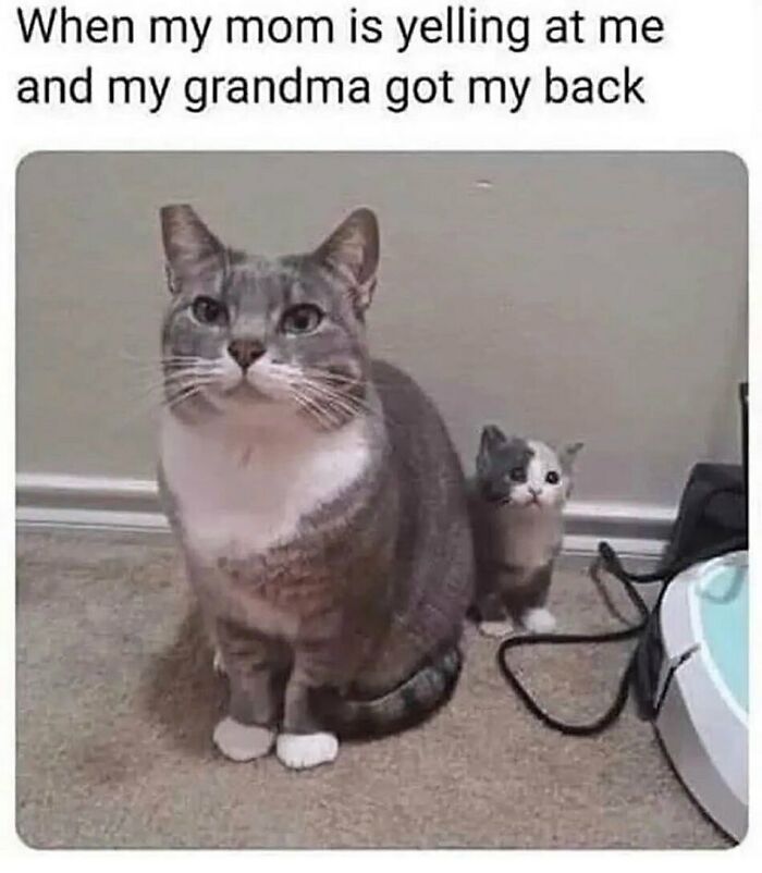 81 Chucklesome Cat Memes That Combine The Two Things The Internet Loves The Most