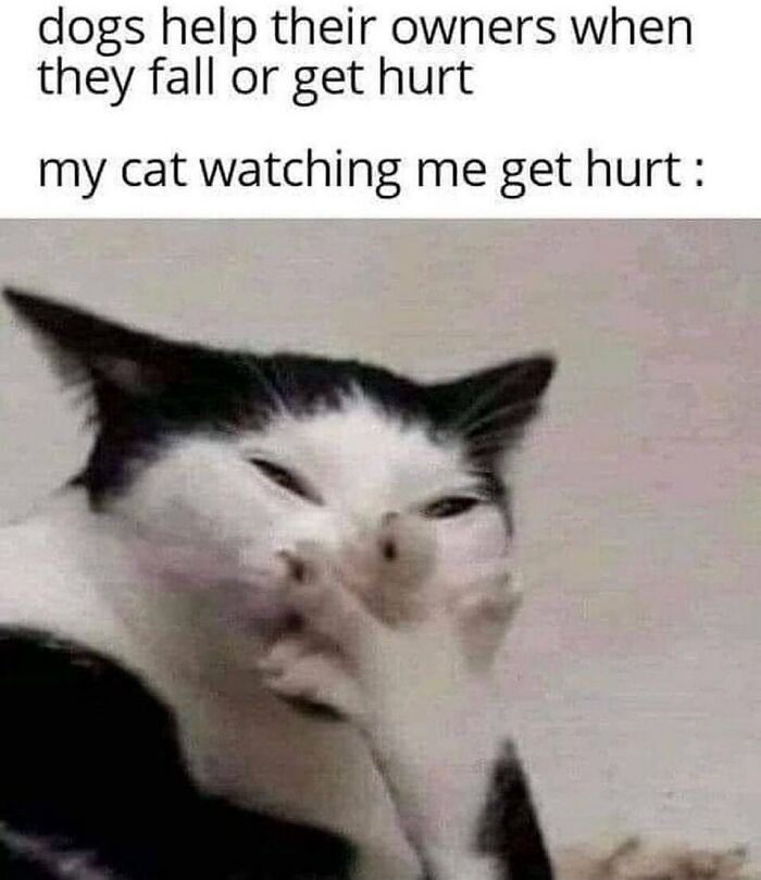 81 Chucklesome Cat Memes That Combine The Two Things The Internet Loves The Most