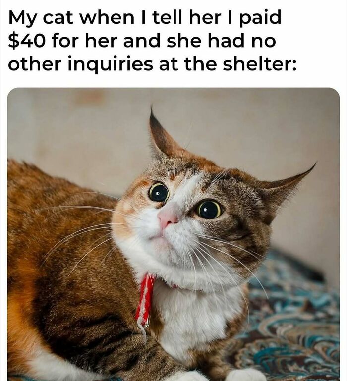 81 Chucklesome Cat Memes That Combine The Two Things The Internet Loves The Most