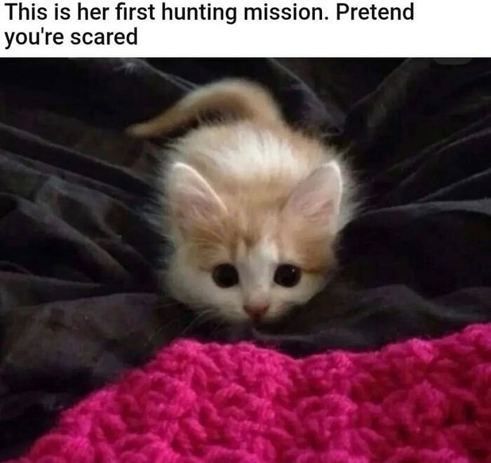 81 Chucklesome Cat Memes That Combine The Two Things The Internet Loves The Most