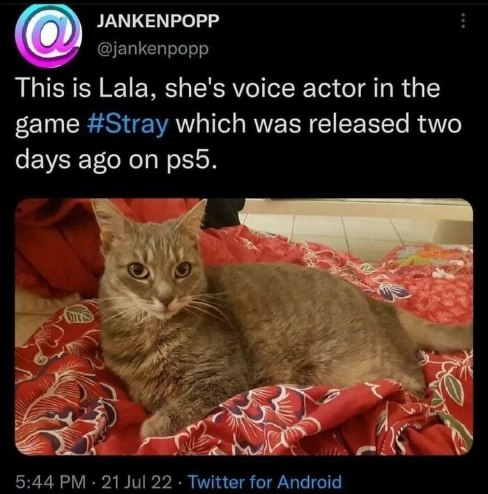 81 Chucklesome Cat Memes That Combine The Two Things The Internet Loves The Most