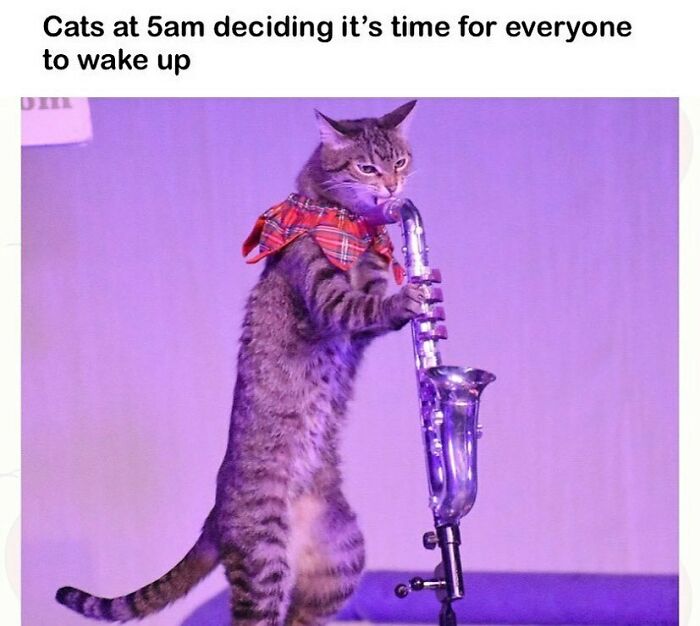 81 Chucklesome Cat Memes That Combine The Two Things The Internet Loves The Most