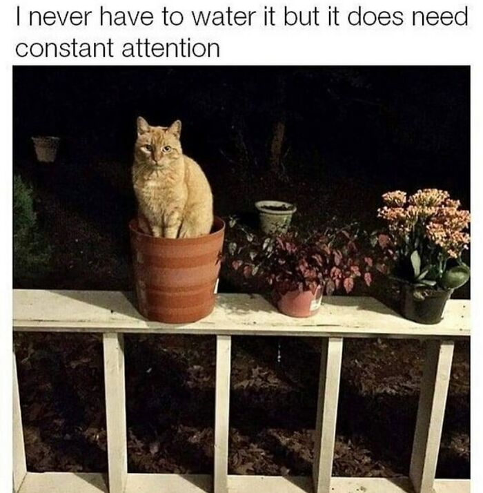 81 Chucklesome Cat Memes That Combine The Two Things The Internet Loves The Most