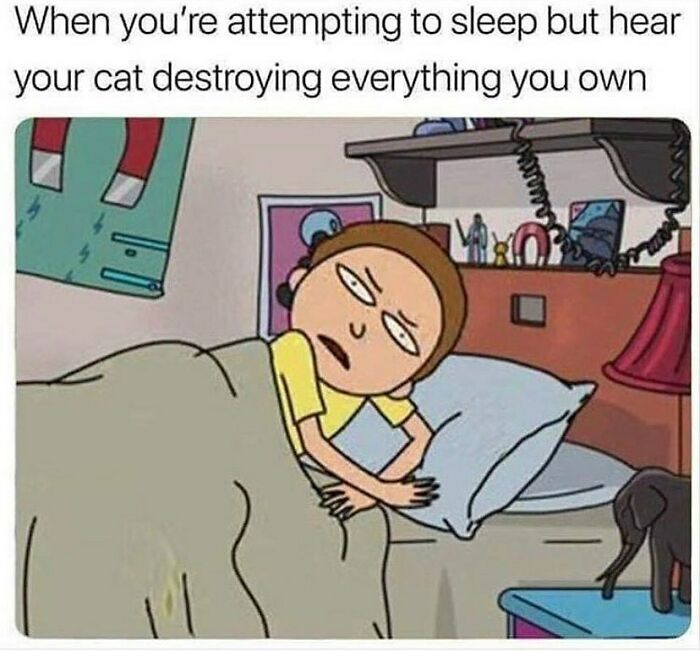 81 Chucklesome Cat Memes That Combine The Two Things The Internet Loves The Most