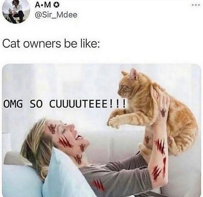 81 Chucklesome Cat Memes That Combine The Two Things The Internet Loves The Most