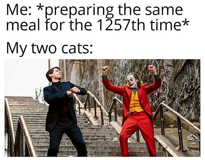 81 Chucklesome Cat Memes That Combine The Two Things The Internet Loves The Most