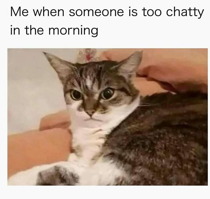 81 Chucklesome Cat Memes That Combine The Two Things The Internet Loves The Most