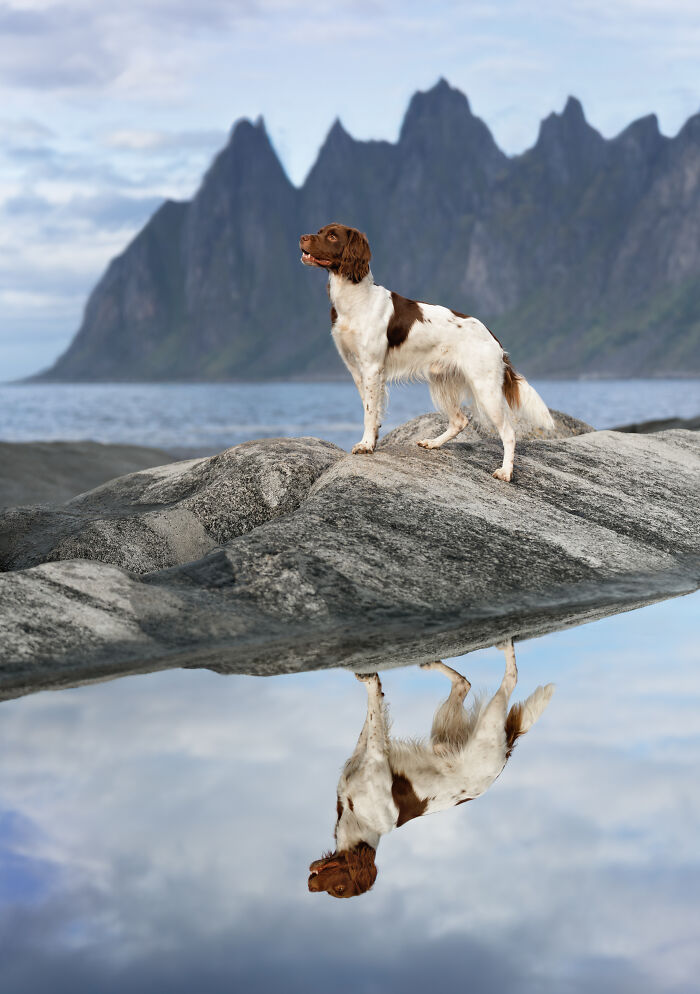 I Photographed Dogs Above The Arctic Circle, One Of The Most Extraordinary Places On Earth (24 Pics)