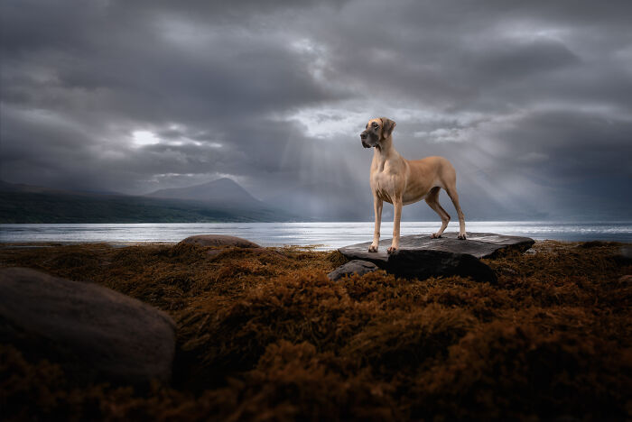 I Photographed Dogs Above The Arctic Circle, One Of The Most Extraordinary Places On Earth (24 Pics)