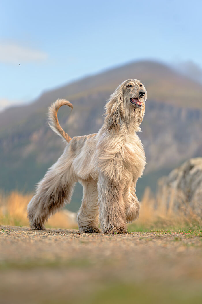 I Photographed Dogs Above The Arctic Circle, One Of The Most Extraordinary Places On Earth (24 Pics)