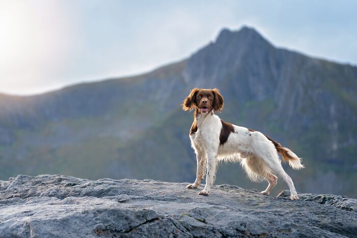 I Photographed Dogs Above The Arctic Circle, One Of The Most Extraordinary Places On Earth (24 Pics)