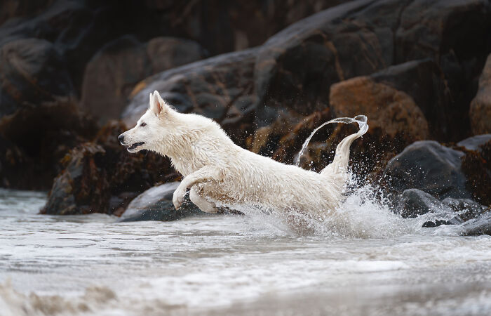 I Photographed Dogs Above The Arctic Circle, One Of The Most Extraordinary Places On Earth (24 Pics)