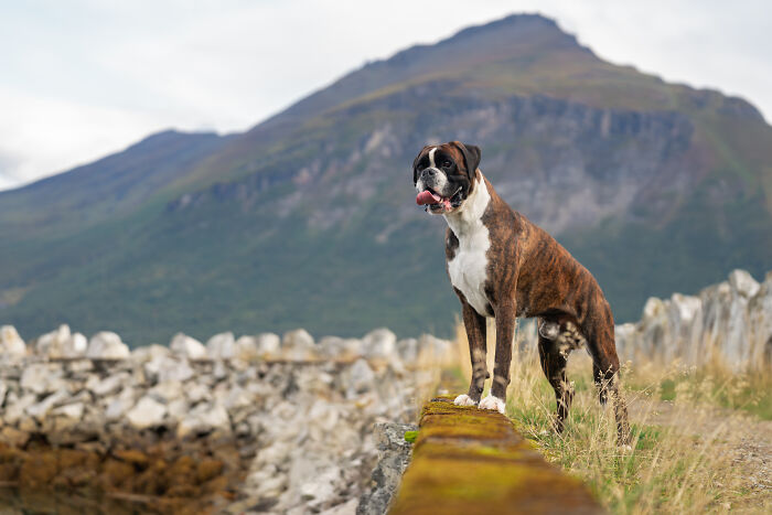 I Photographed Dogs Above The Arctic Circle, One Of The Most Extraordinary Places On Earth (24 Pics)