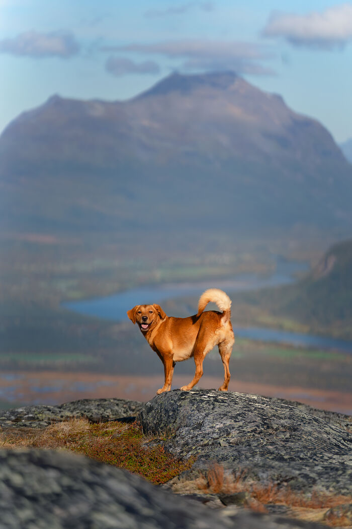 I Photographed Dogs Above The Arctic Circle, One Of The Most Extraordinary Places On Earth (24 Pics)