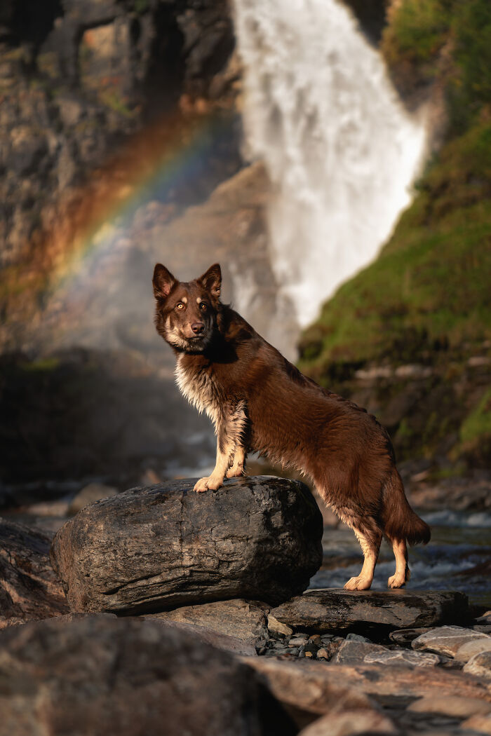 I Photographed Dogs Above The Arctic Circle, One Of The Most Extraordinary Places On Earth (24 Pics)
