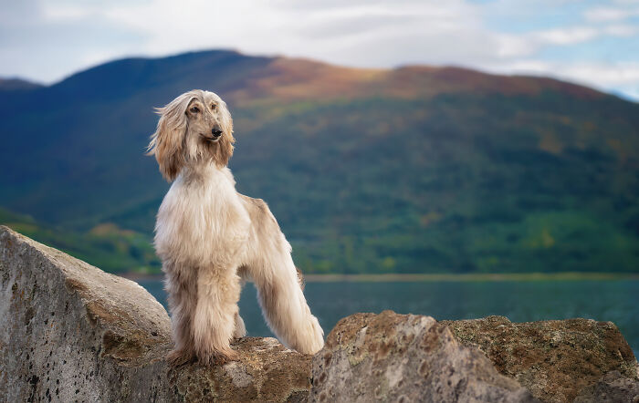 I Photographed Dogs Above The Arctic Circle, One Of The Most Extraordinary Places On Earth (24 Pics)