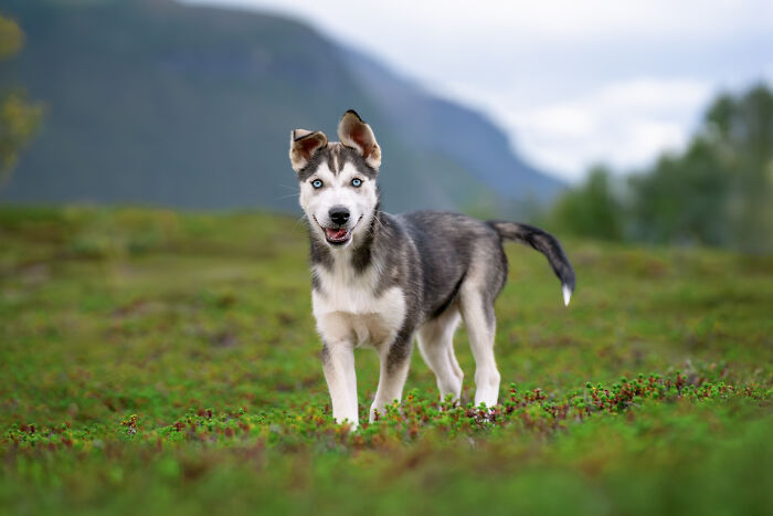I Photographed Dogs Above The Arctic Circle, One Of The Most Extraordinary Places On Earth (24 Pics)