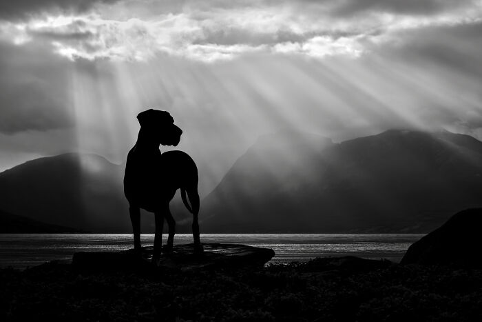 I Photographed Dogs Above The Arctic Circle, One Of The Most Extraordinary Places On Earth (24 Pics)