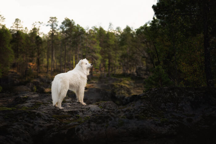 I Photographed Dogs Above The Arctic Circle, One Of The Most Extraordinary Places On Earth (24 Pics)