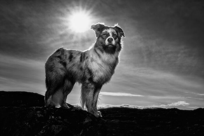 I Photographed Dogs Above The Arctic Circle, One Of The Most Extraordinary Places On Earth (24 Pics)