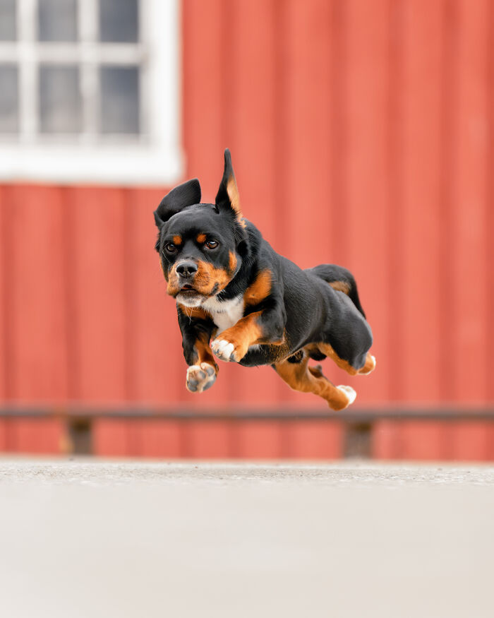 I Photographed Dogs Above The Arctic Circle, One Of The Most Extraordinary Places On Earth (24 Pics)
