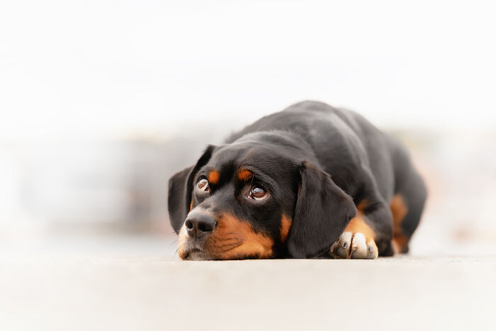 I Photographed Dogs Above The Arctic Circle, One Of The Most Extraordinary Places On Earth (24 Pics)